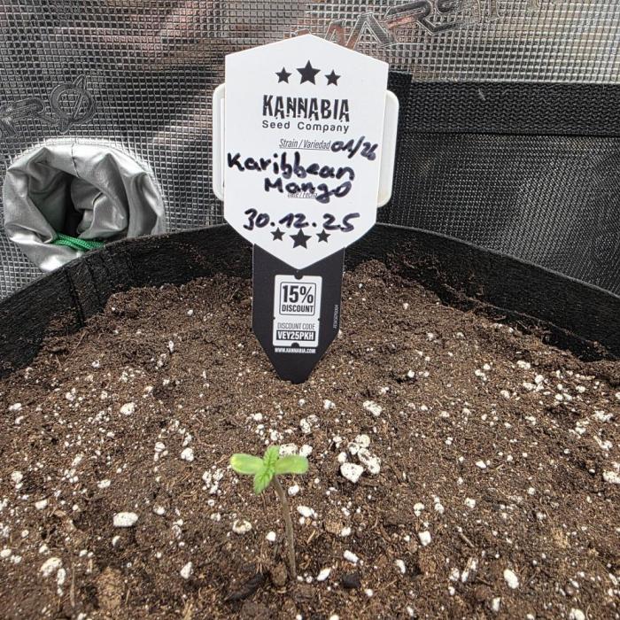 Canna-Community.de Kannabia Run 01/2026. Week 1 - Läuft alles bestens bislang