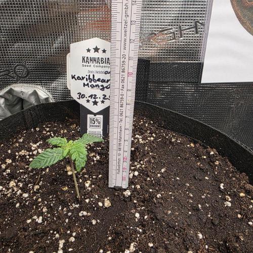 Canna-Community.de Kannabia Run 01/2026. Week 2