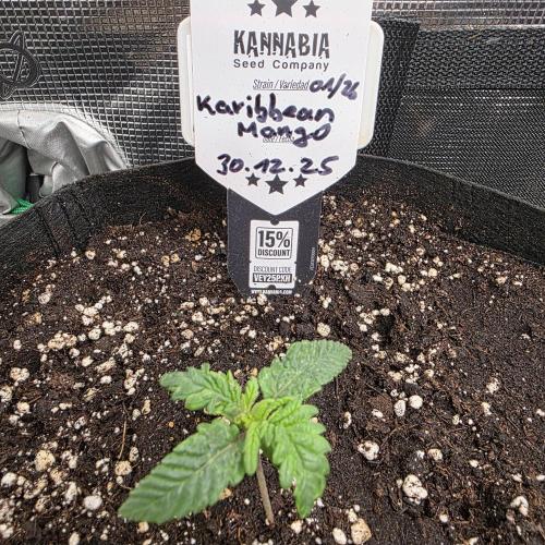 Canna-Community.de Kannabia Run 01/2026. Week 2