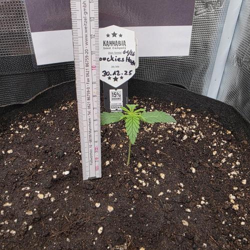 Canna-Community.de Kannabia Run 01/2026. Week 2