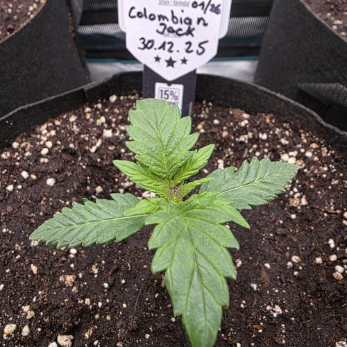 Canna-Community.de Kannabia Run 01/2026. Week 2