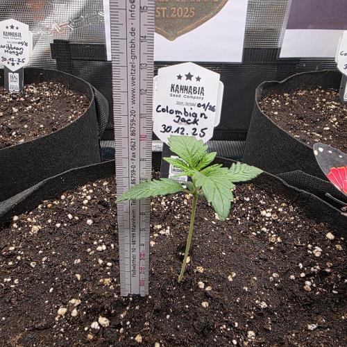 Canna-Community.de Kannabia Run 01/2026. Week 2