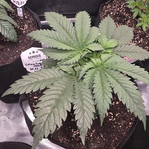 Canna-Community.de Kannabia Run 01/2026. Week 4