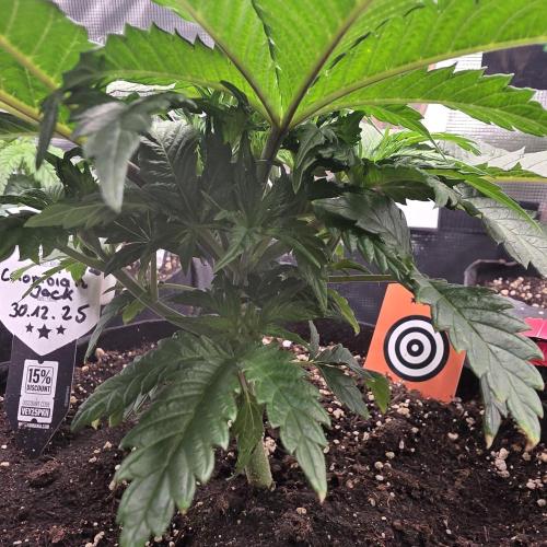 Canna-Community.de Kannabia Run 01/2026. Week 4