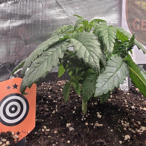 Canna-Community.de Kannabia Run 01/2026. Week 4