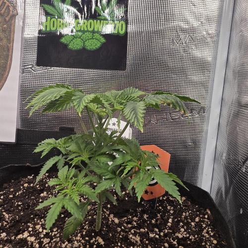 Canna-Community.de Kannabia Run 01/2026. Week 4