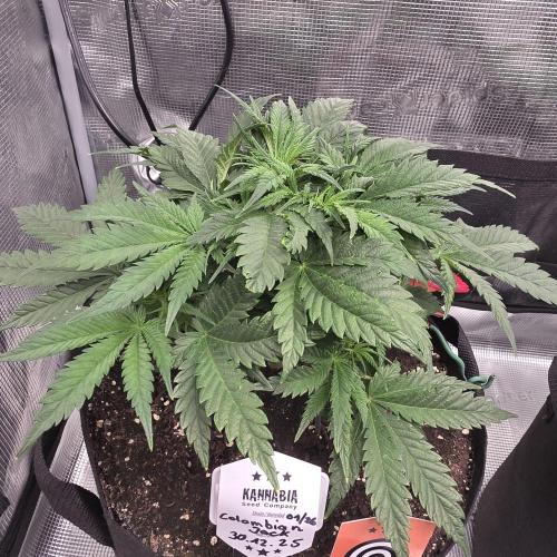 Canna-Community.de Kannabia Run 01/2026. Week 5