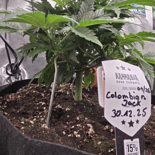 Canna-Community.de Kannabia Run 01/2026. Week 5