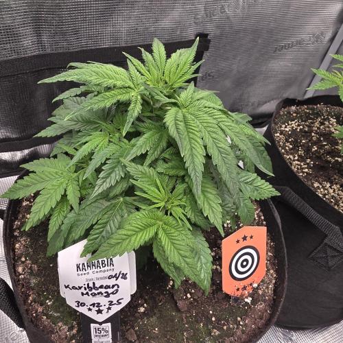 Canna-Community.de Kannabia Run 01/2026. Week 5