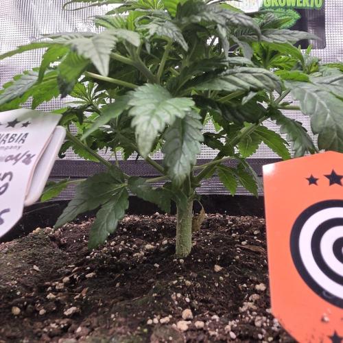 Canna-Community.de Kannabia Run 01/2026. Week 5