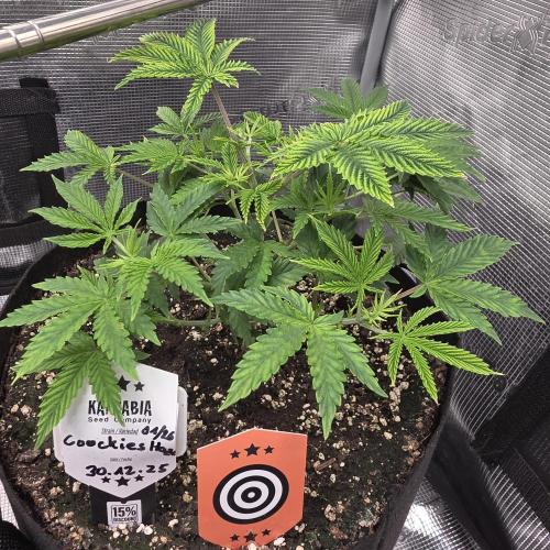 Canna-Community.de Kannabia Run 01/2026. Week 5