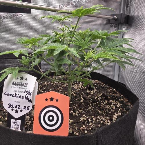 Canna-Community.de Kannabia Run 01/2026. Week 5