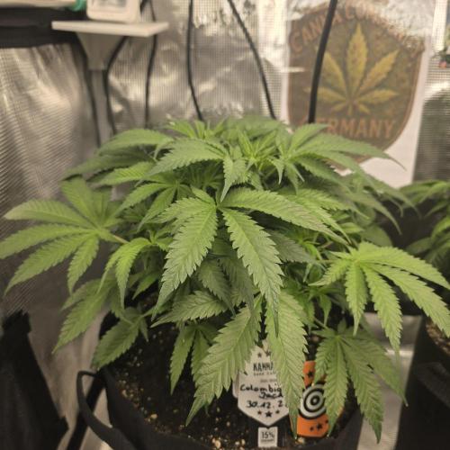 Canna-Community.de Kannabia Run 01/2026. Week 6