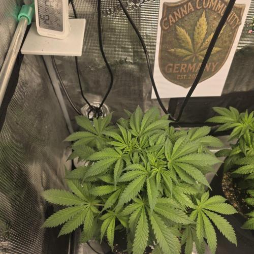 Canna-Community.de Kannabia Run 01/2026. Week 6