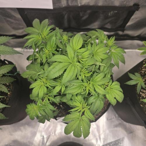 Canna-Community.de Kannabia Run 01/2026. Week 6