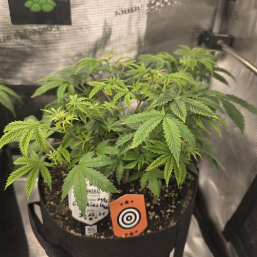 Canna-Community.de Kannabia Run 01/2026. Week 6