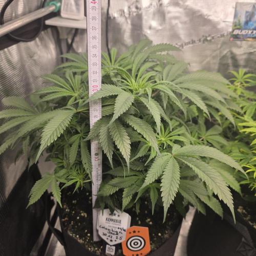 Colombian Jack. Week 7