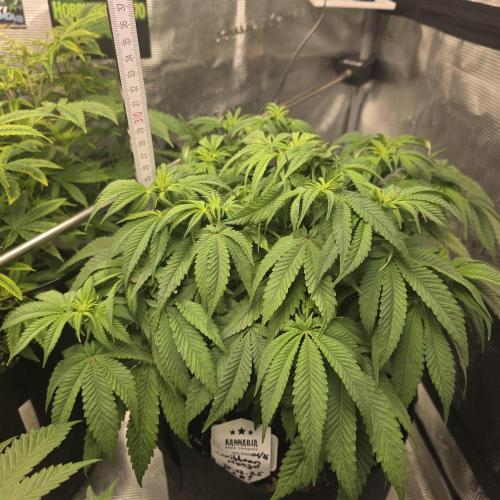 Canna-Community.de Kannabia Run 01/2026. Week 7