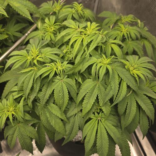 Canna-Community.de Kannabia Run 01/2026. Week 7