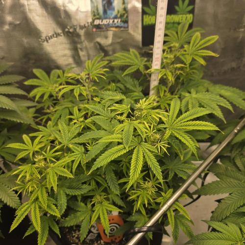 Canna-Community.de Kannabia Run 01/2026. Week 7