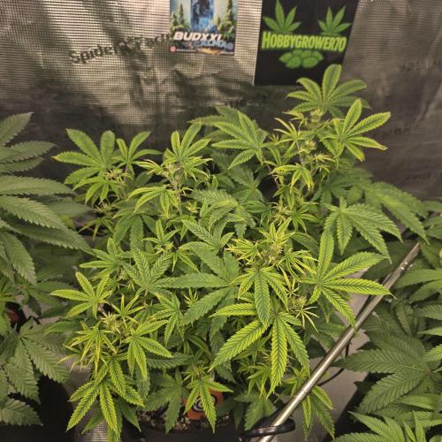 Canna-Community.de Kannabia Run 01/2026. Week 7