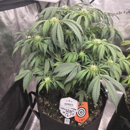 Canna-Community.de Kannabia Run 01/2026. Week 8
