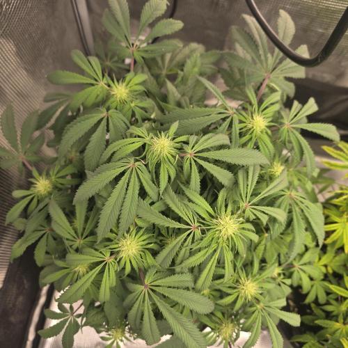 Colombian Jack. Week 8