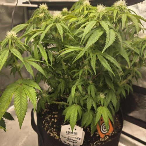 Canna-Community.de Kannabia Run 01/2026. Week 8