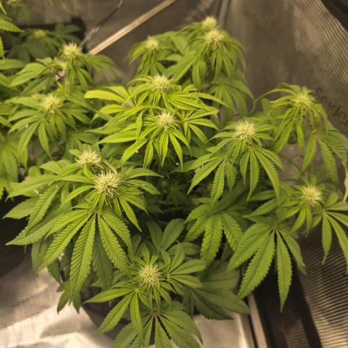 Karibbean Mango. Week 8