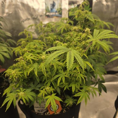 Canna-Community.de Kannabia Run 01/2026. Week 8