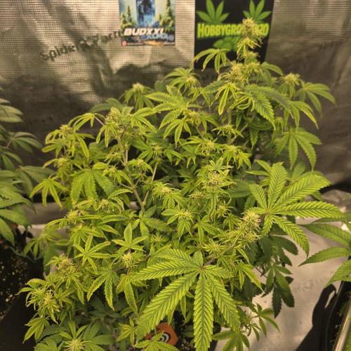 Canna-Community.de Kannabia Run 01/2026. Week 8