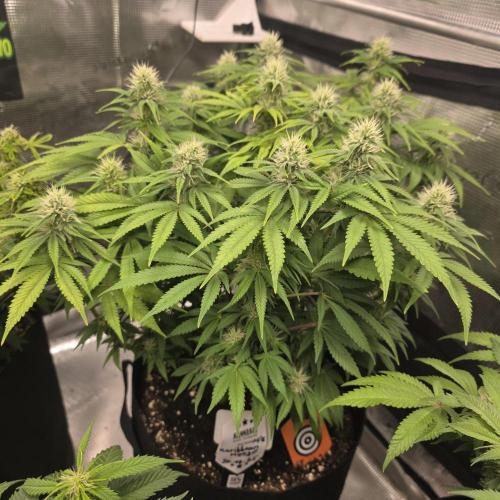 Canna-Community.de Kannabia Run 01/2026. Week 9
