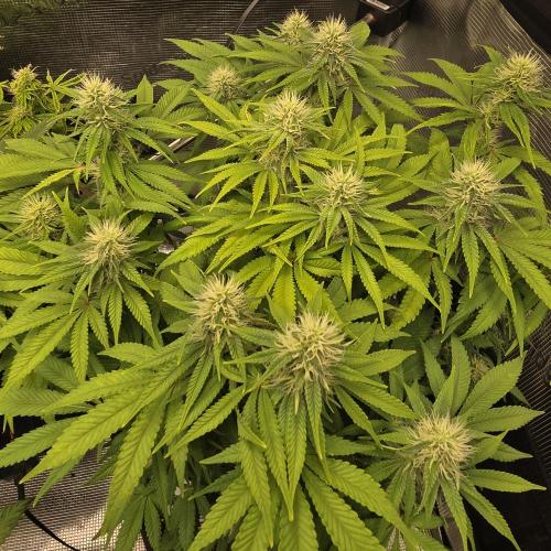 Karibbean Mango. Week 9