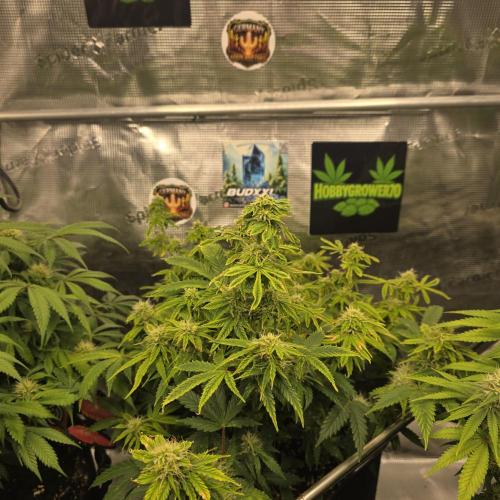 Canna-Community.de Kannabia Run 01/2026. Week 9