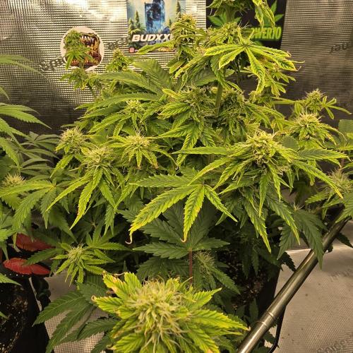 Cookies Haze. Week 9
