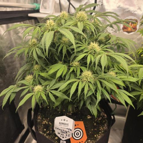 Canna-Community.de Kannabia Run 01/2026. Week 9