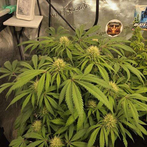Colombian Jack. Week 9