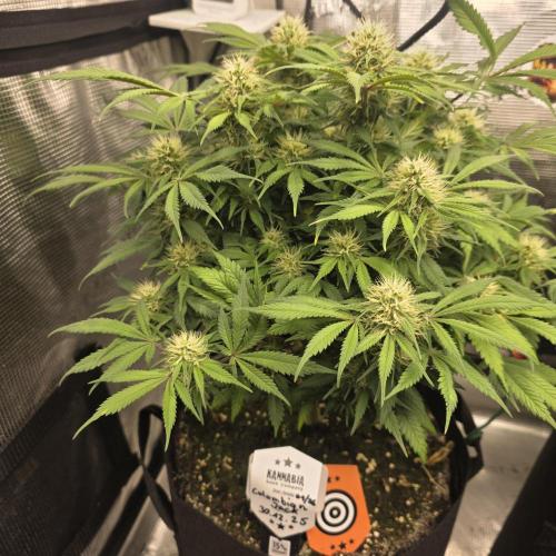 Canna-Community.de Kannabia Run 01/2026. Week 10