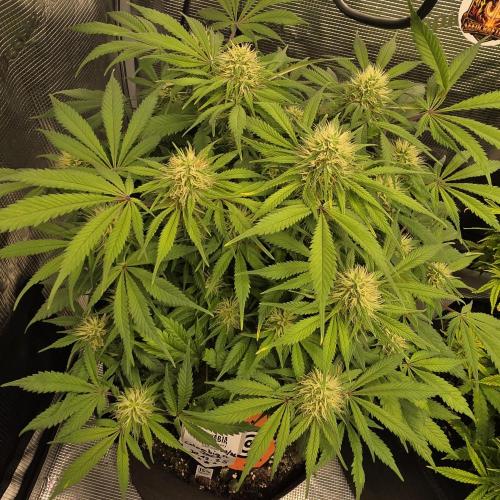 Colombian Jack. Week 10