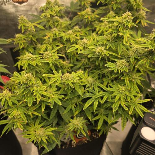 Canna-Community.de Kannabia Run 01/2026. Week 10