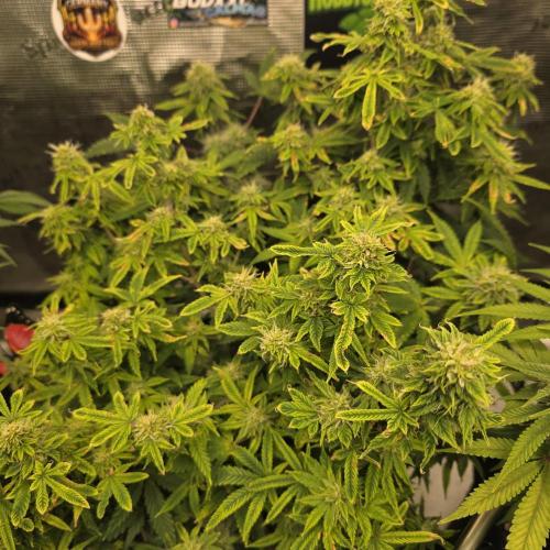 Cookies Haze. Week 10
