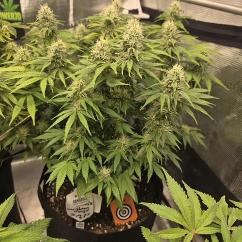 Canna-Community.de Kannabia Run 01/2026. Week 10