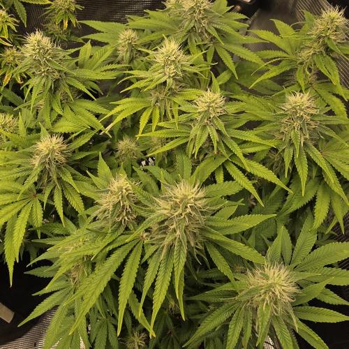 Karibbean Mango. Week 10