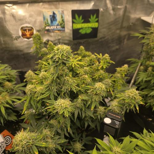 Canna-Community.de Kannabia Run 01/2026. Week 11