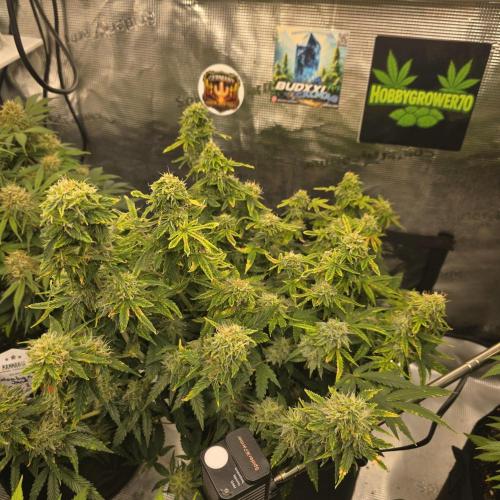 Cookies Haze. Week 11
