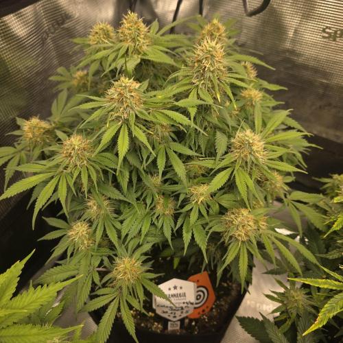 Canna-Community.de Kannabia Run 01/2026. Week 11