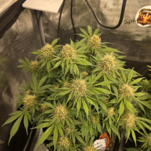 Colombian Jack. Week 11