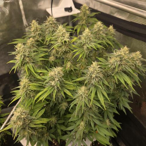 Canna-Community.de Kannabia Run 01/2026. Week 11