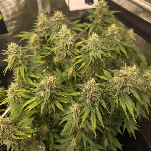 Karibbean Mango. Week 11