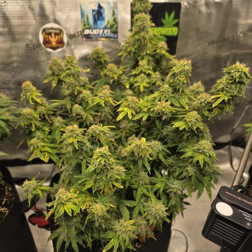 Canna-Community.de Kannabia Run 01/2026. Week 12
